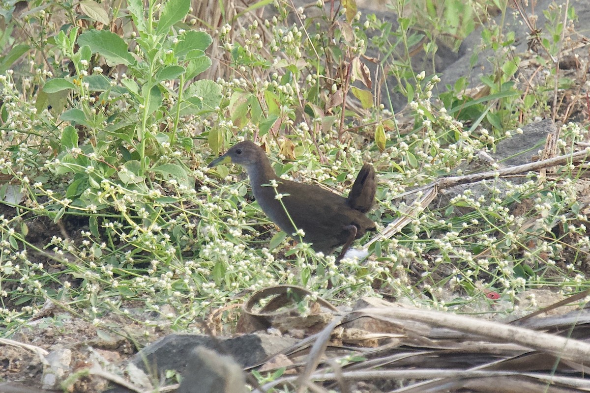 Brown Crake - ML646625421