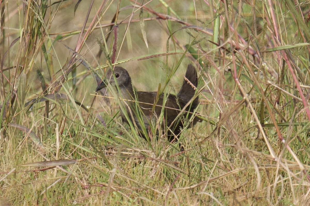 Brown Crake - ML646625422