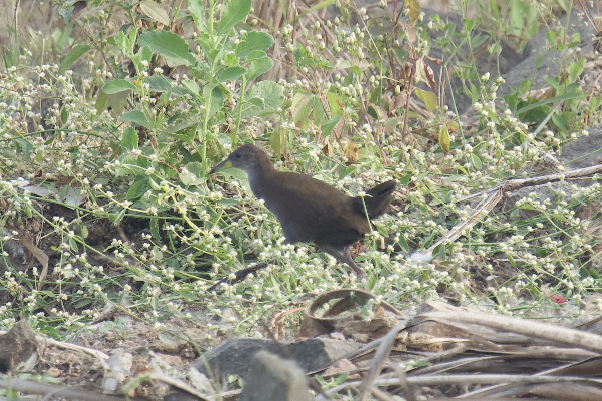 Brown Crake - ML646625423