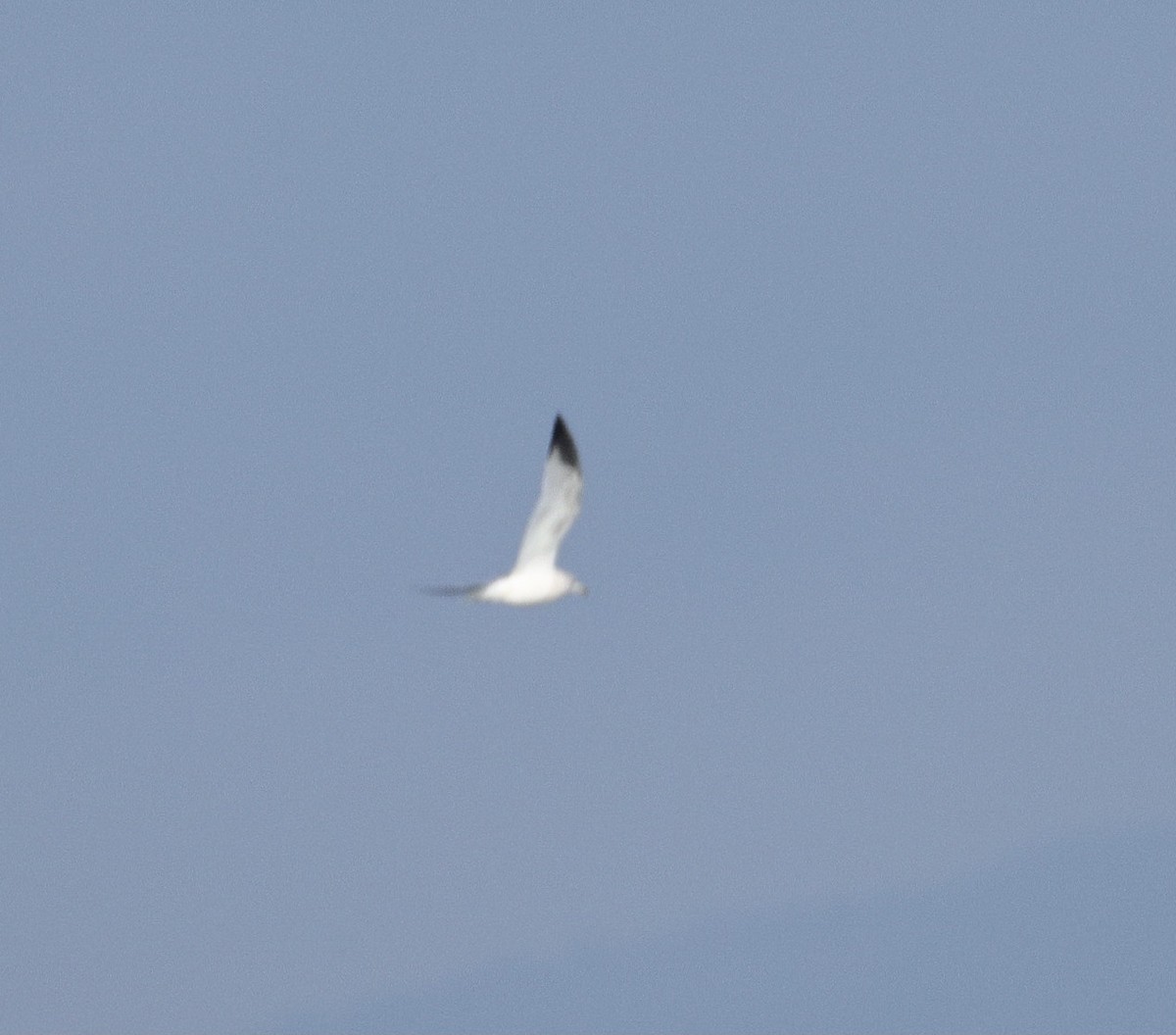 Ring-billed Gull - ML646625424