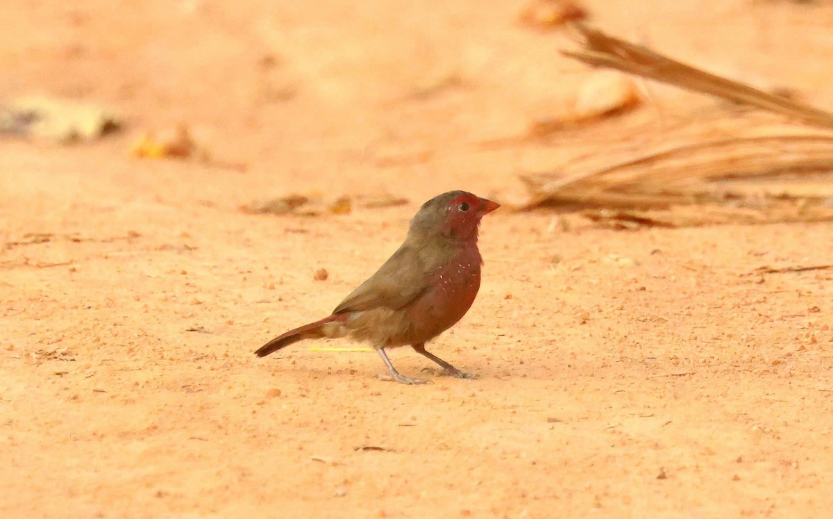 Yaldızlı Ateşispinozu - ML646625425