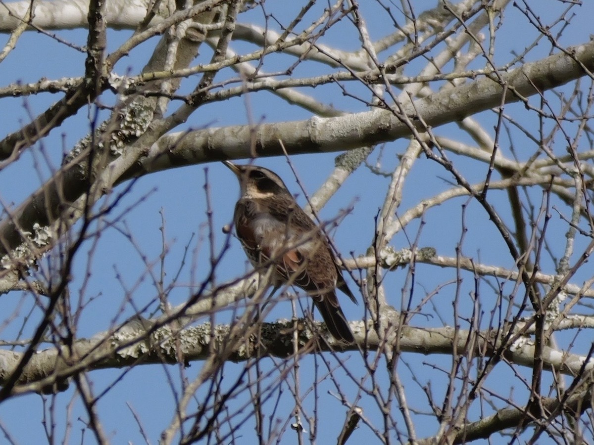 Rostflügeldrossel - ML646625427