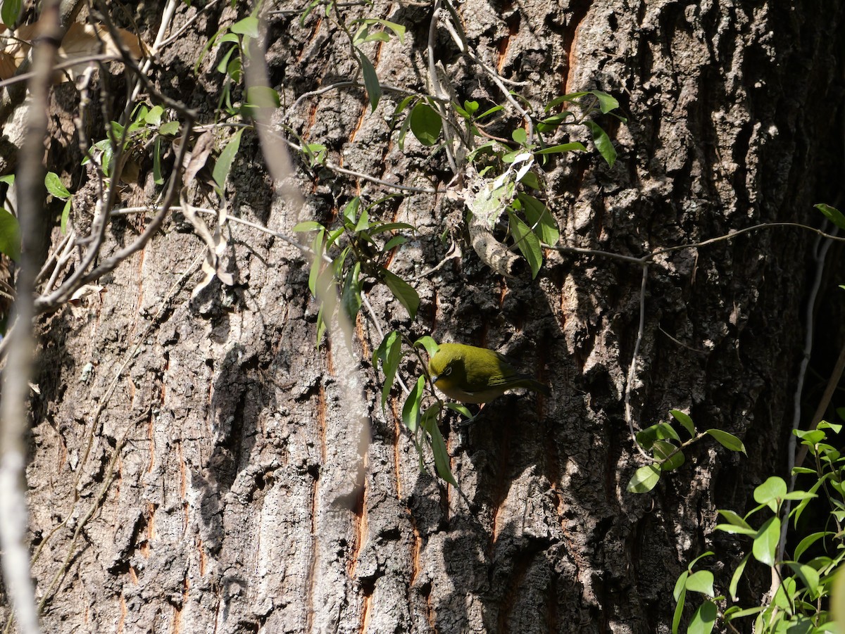 Japanbrillenvogel - ML646625428