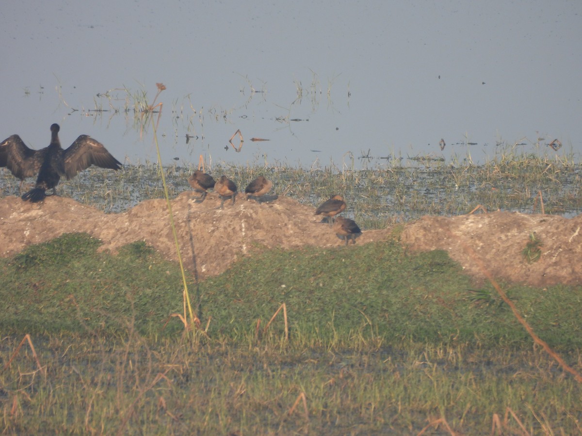 Suirirí de Java - ML646625429