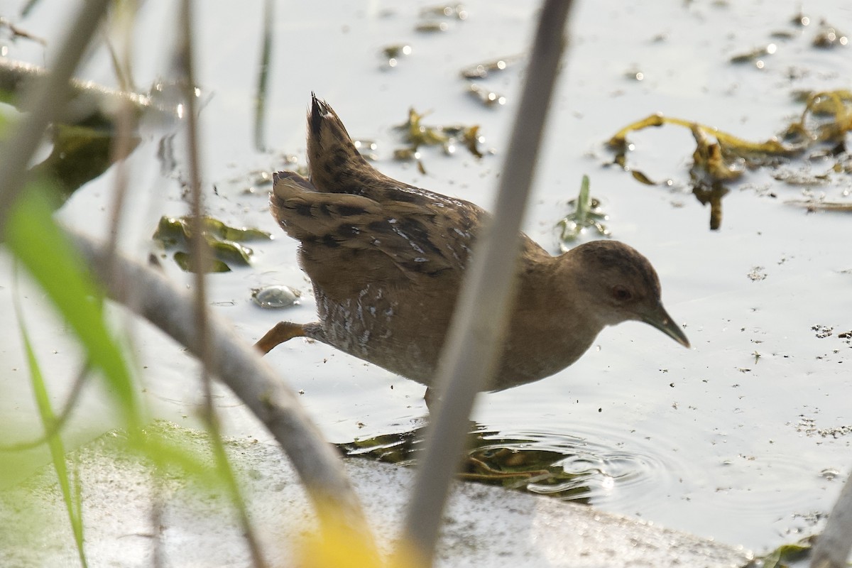 Uroilanda txikia - ML646625440