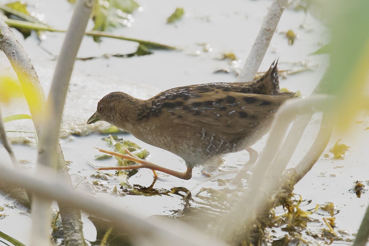 Uroilanda txikia - ML646625441