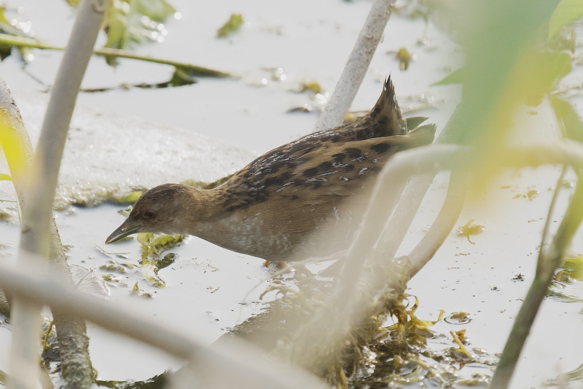 Uroilanda txikia - ML646625442