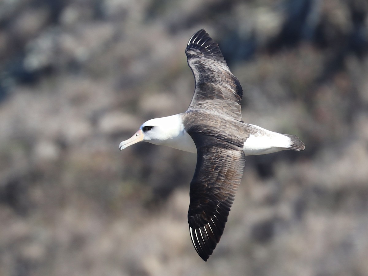 Laysan Albatross - ML646625443