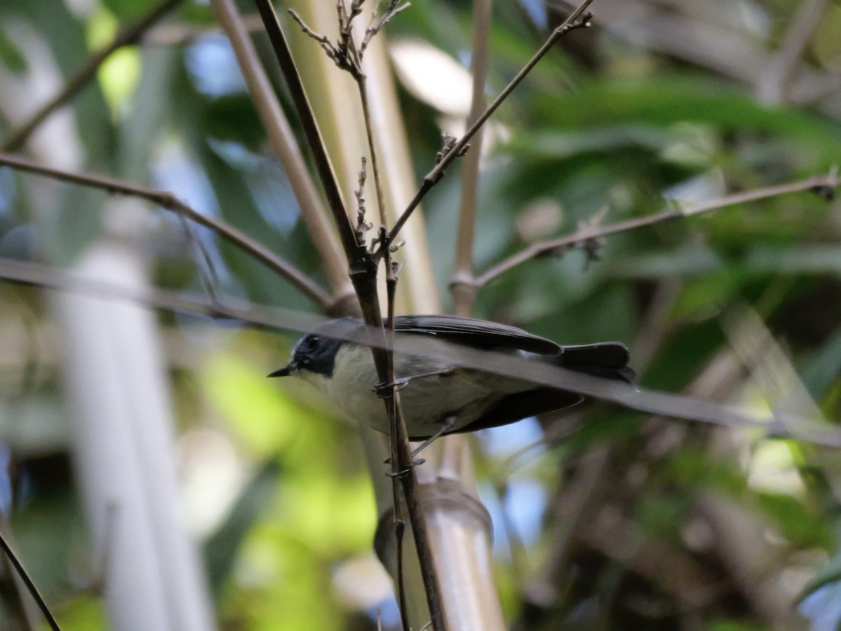 Blauschwanz - ML646625444