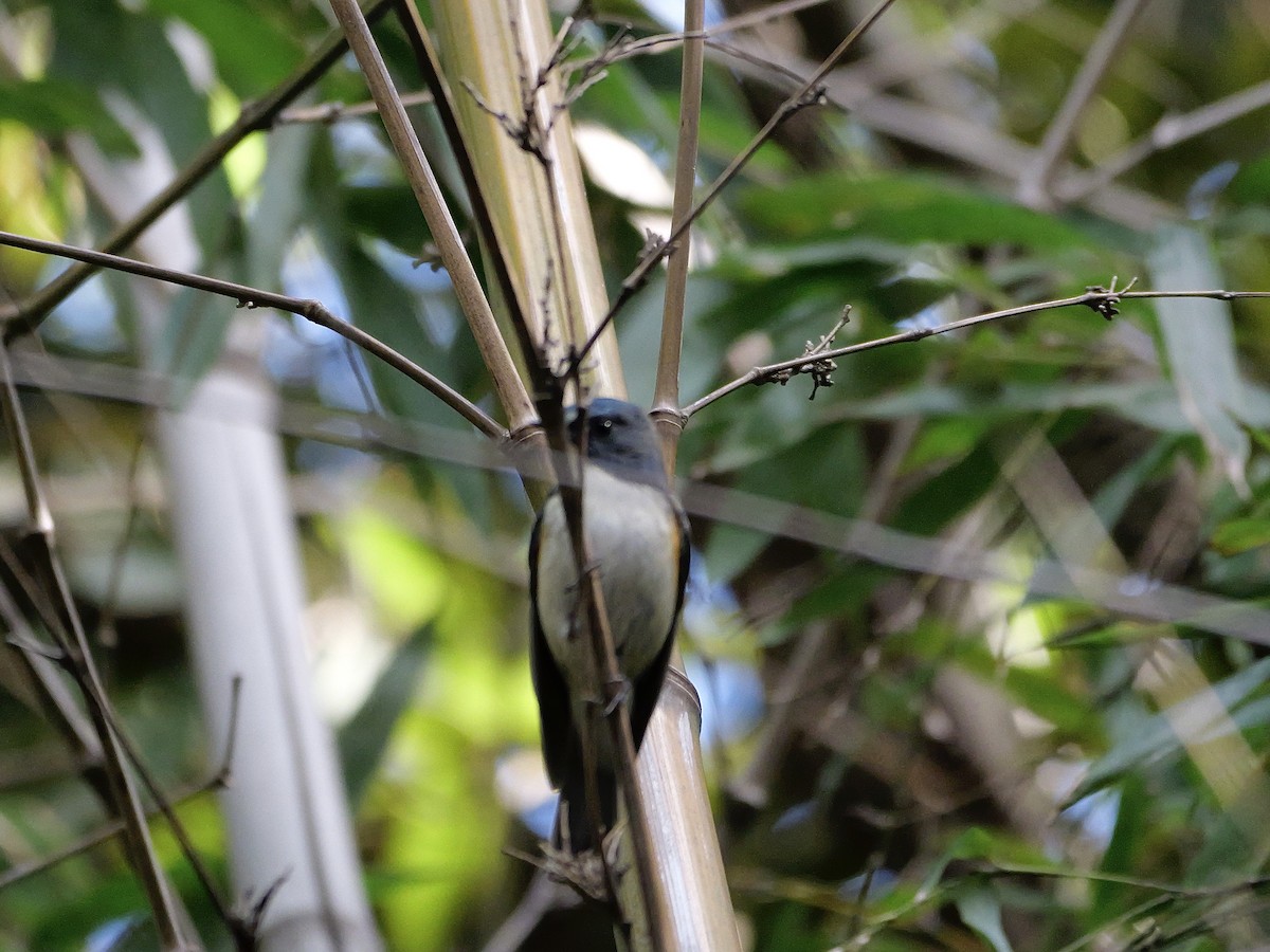 Blauschwanz - ML646625445