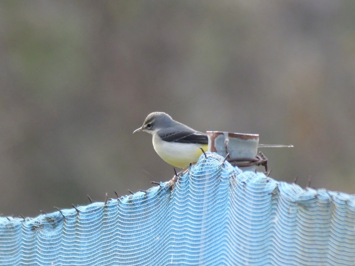 Gebirgsstelze - ML646625446