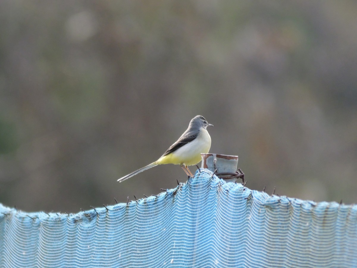 Gebirgsstelze - ML646625447