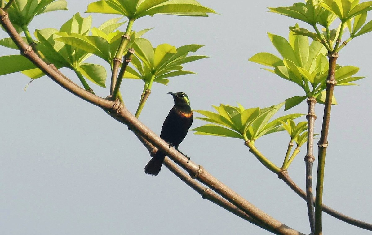 Bakır Rengi Nektarkuşu - ML646625448