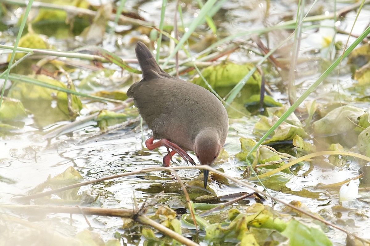 Ruddy-breasted Crake - ML646625449