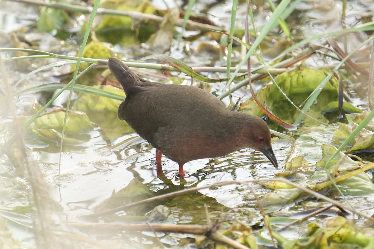Ruddy-breasted Crake - ML646625450