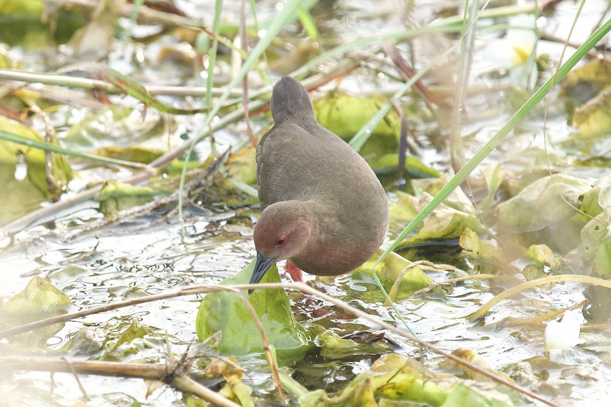 Ruddy-breasted Crake - ML646625451