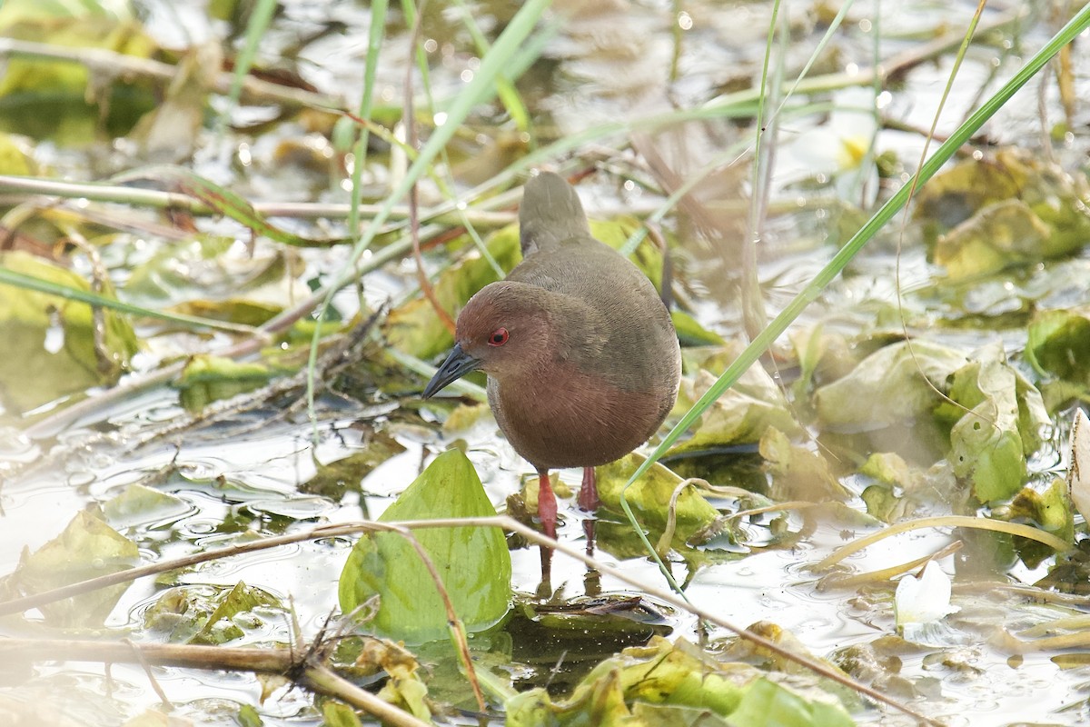 Ruddy-breasted Crake - ML646625452