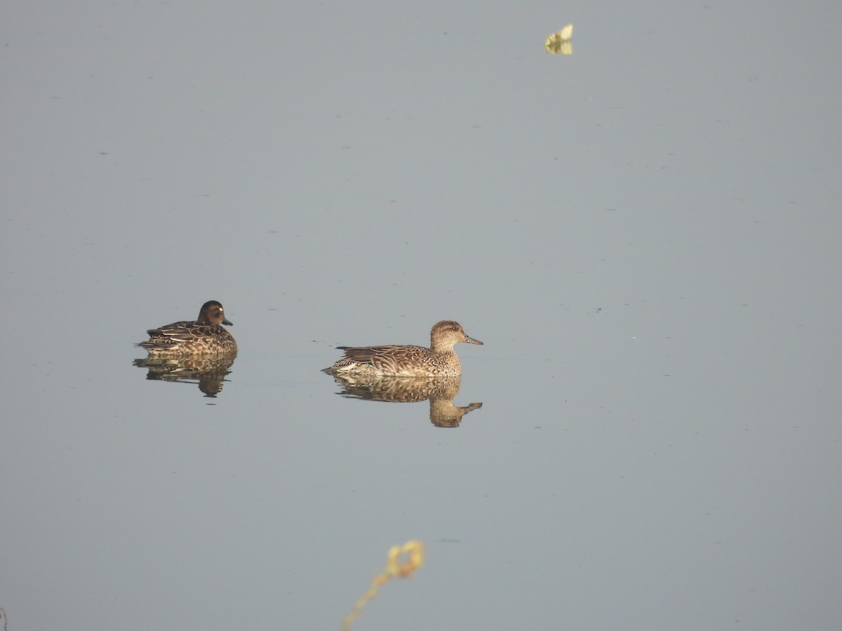 Cerceta Común - ML646625453