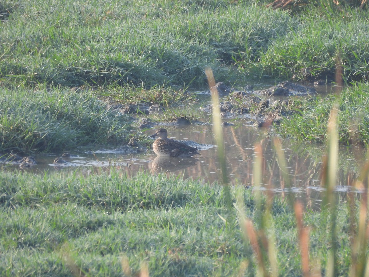 שרשיר - ML646625454