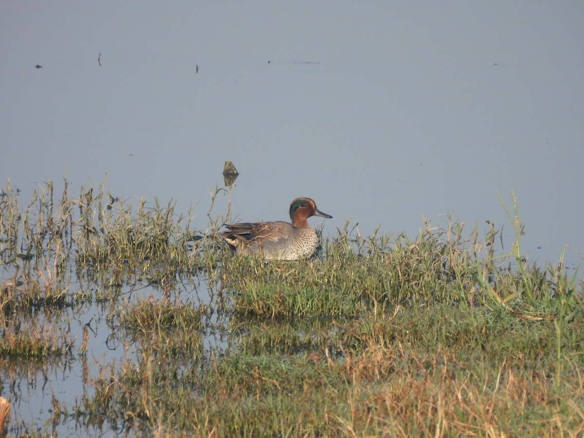 שרשיר - ML646625456