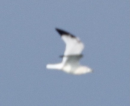 Ring-billed Gull - ML646625457