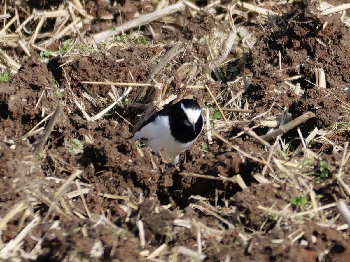 Japanstelze - ML646625458