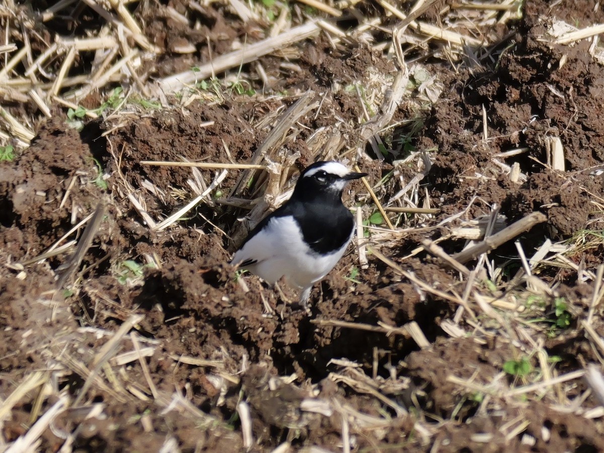 Japanstelze - ML646625459