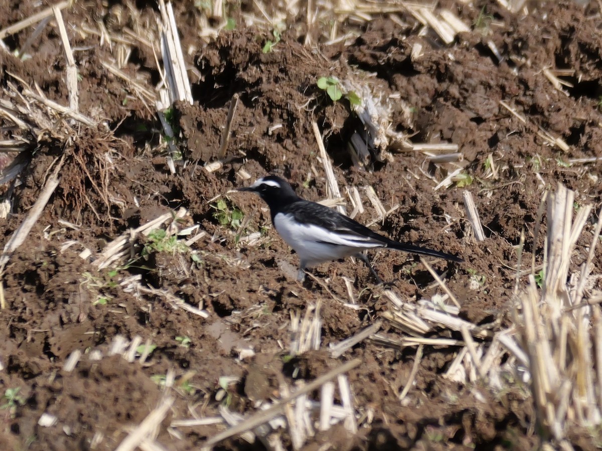 Japanstelze - ML646625460