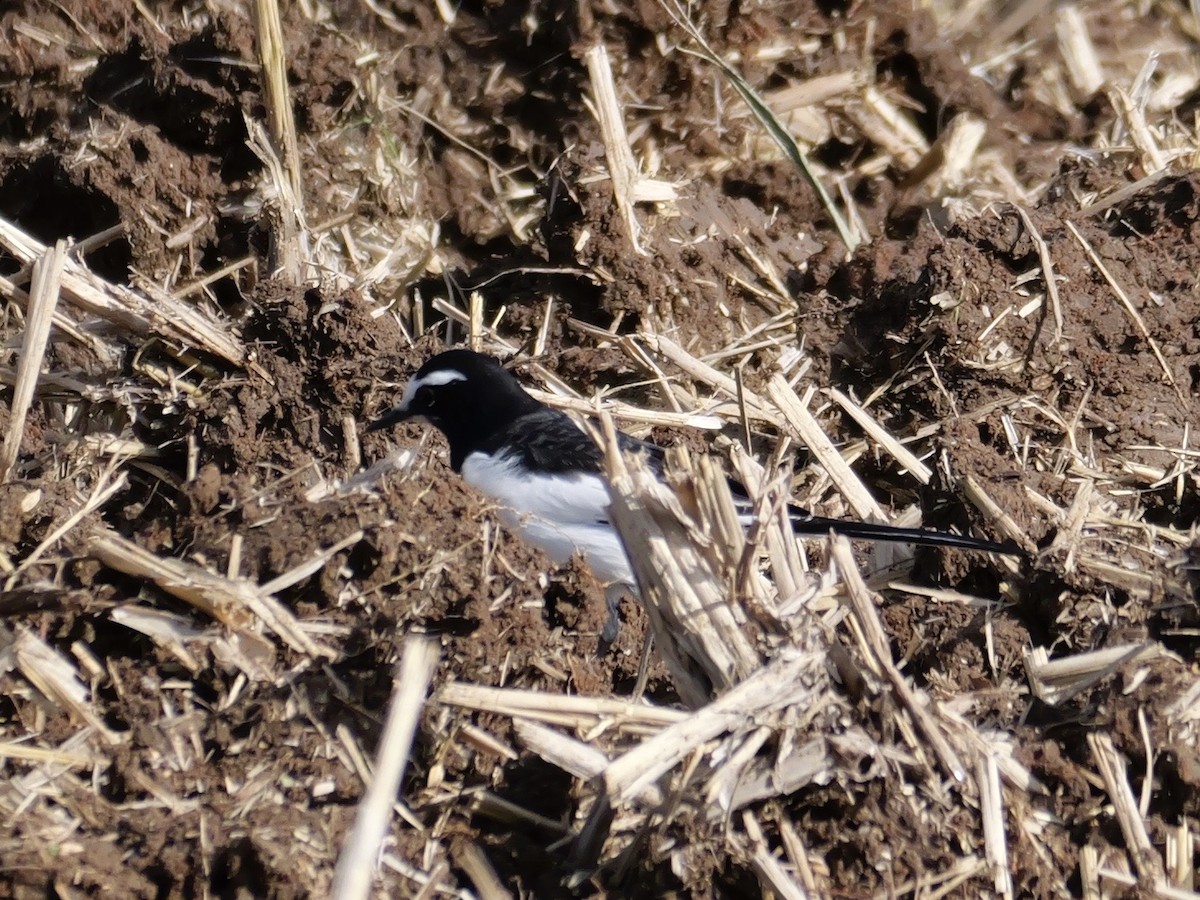 Japanstelze - ML646625461