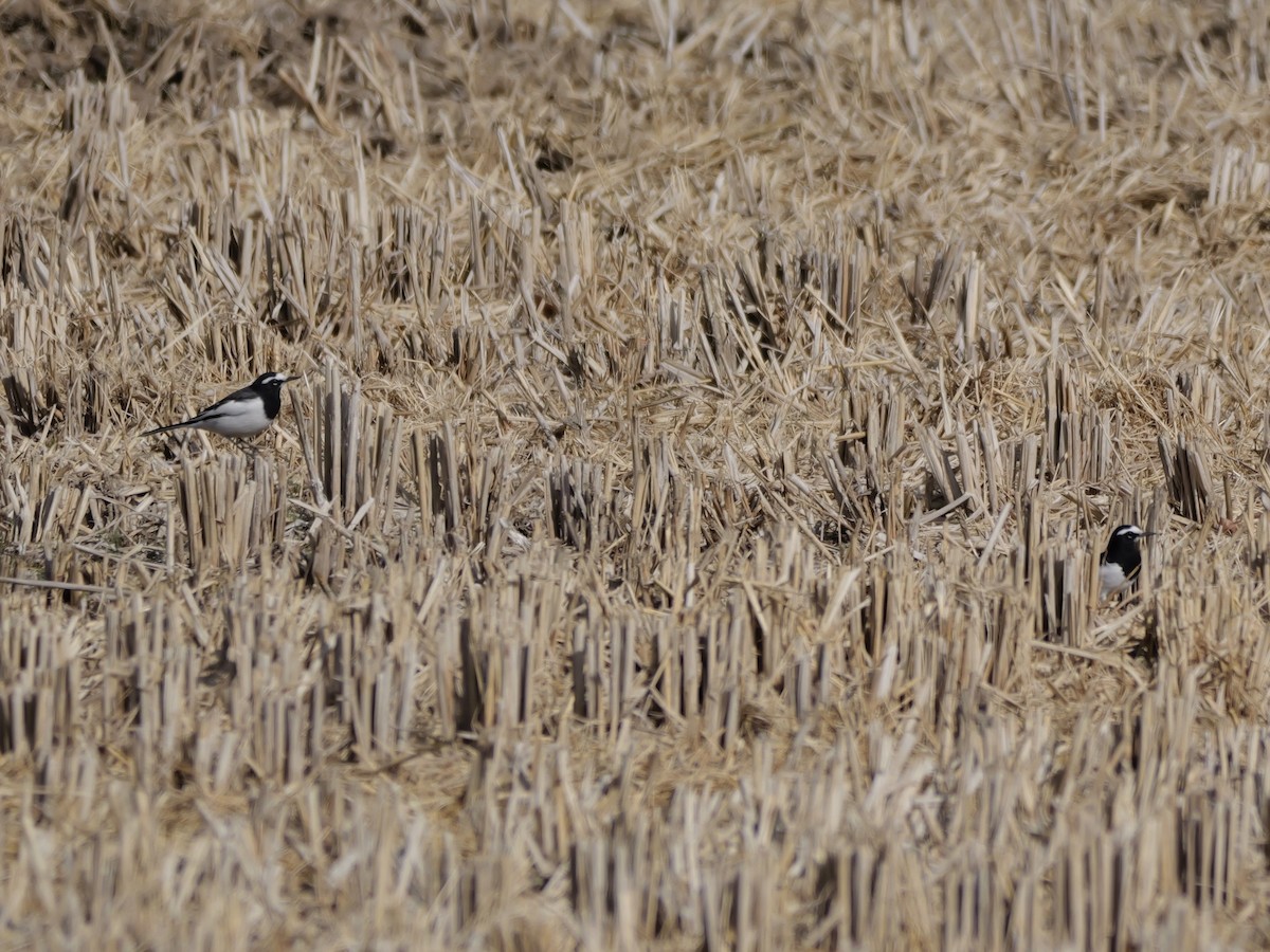 Japanstelze - ML646625462