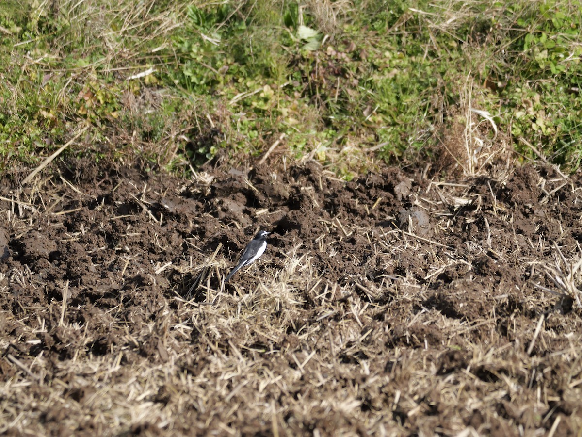 Japanstelze - ML646625463