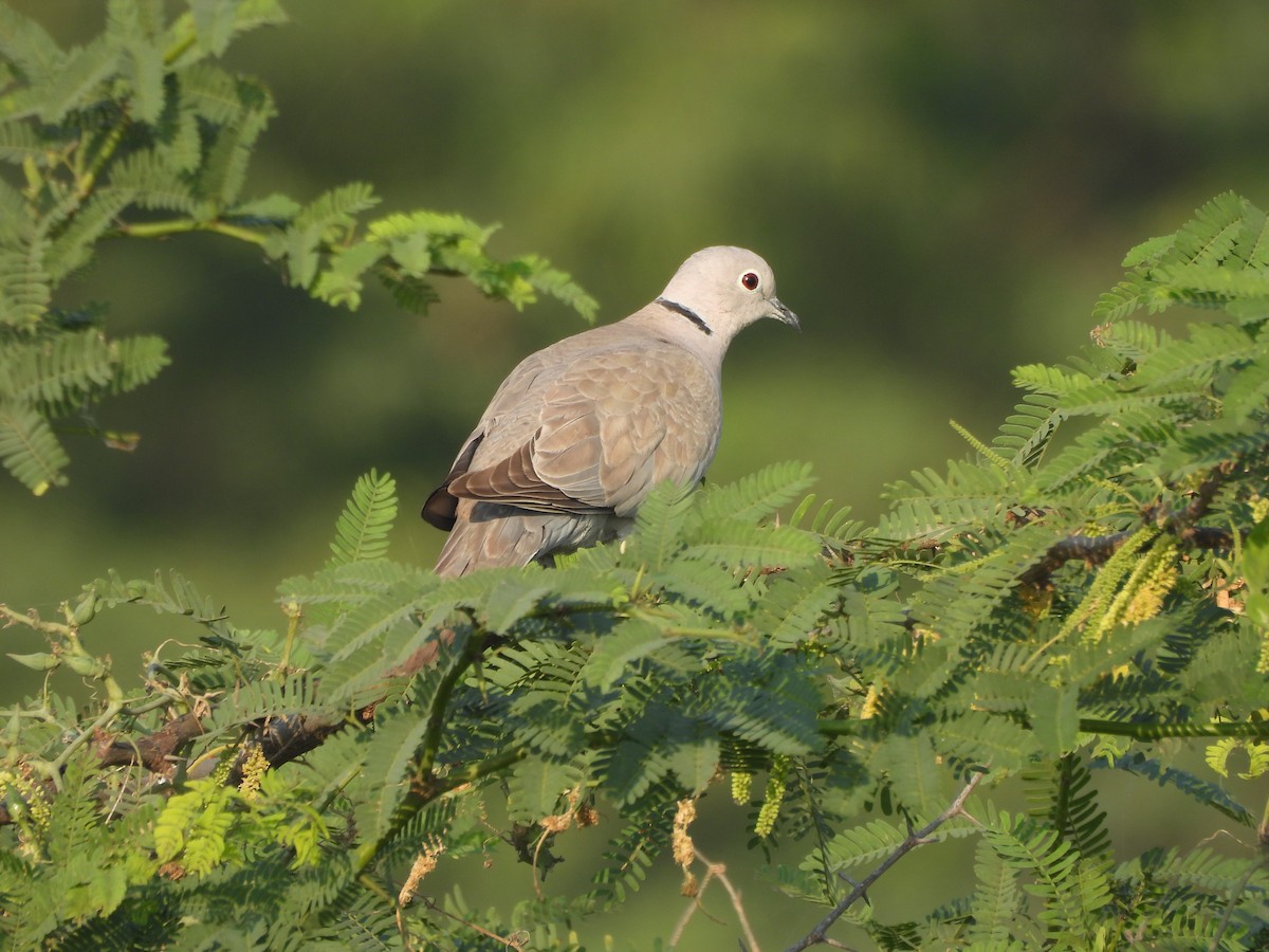 תור צווארון - ML646625464