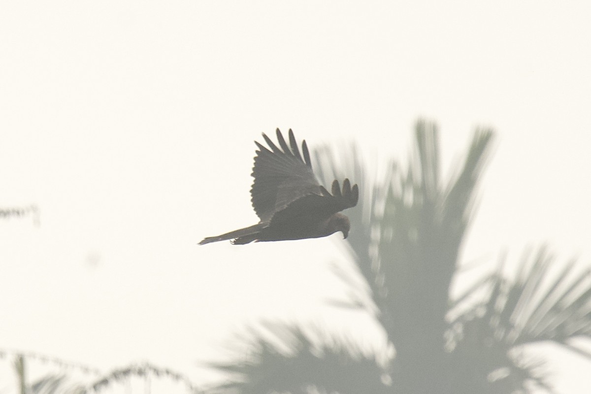 Zingira-mirotz eurasiarra - ML646625465