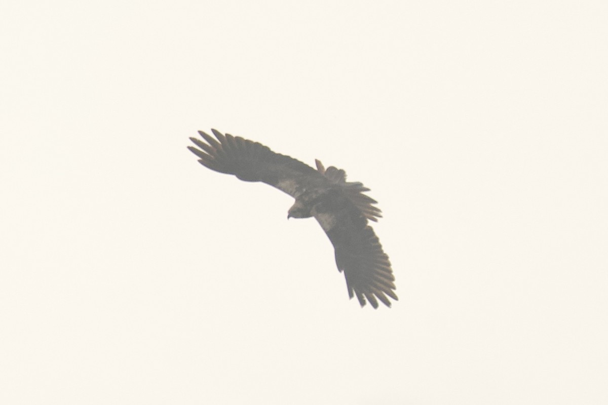 Zingira-mirotz eurasiarra - ML646625466