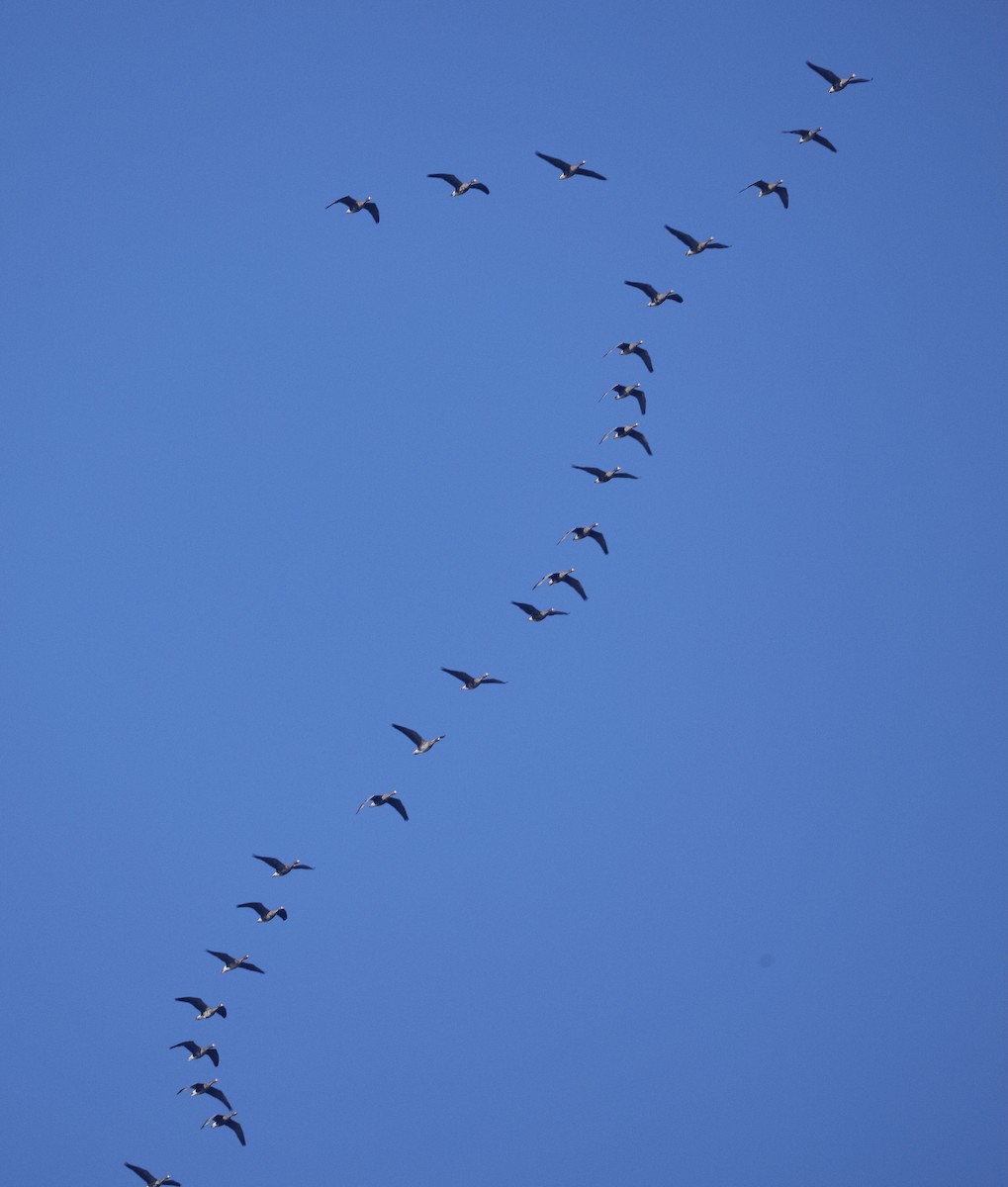 白額雁 - ML646625479