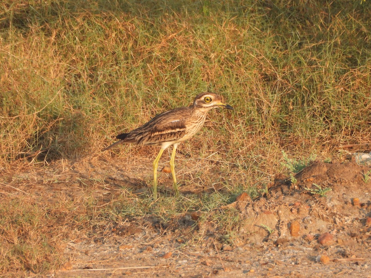 Alcaraván Indio - ML646625480