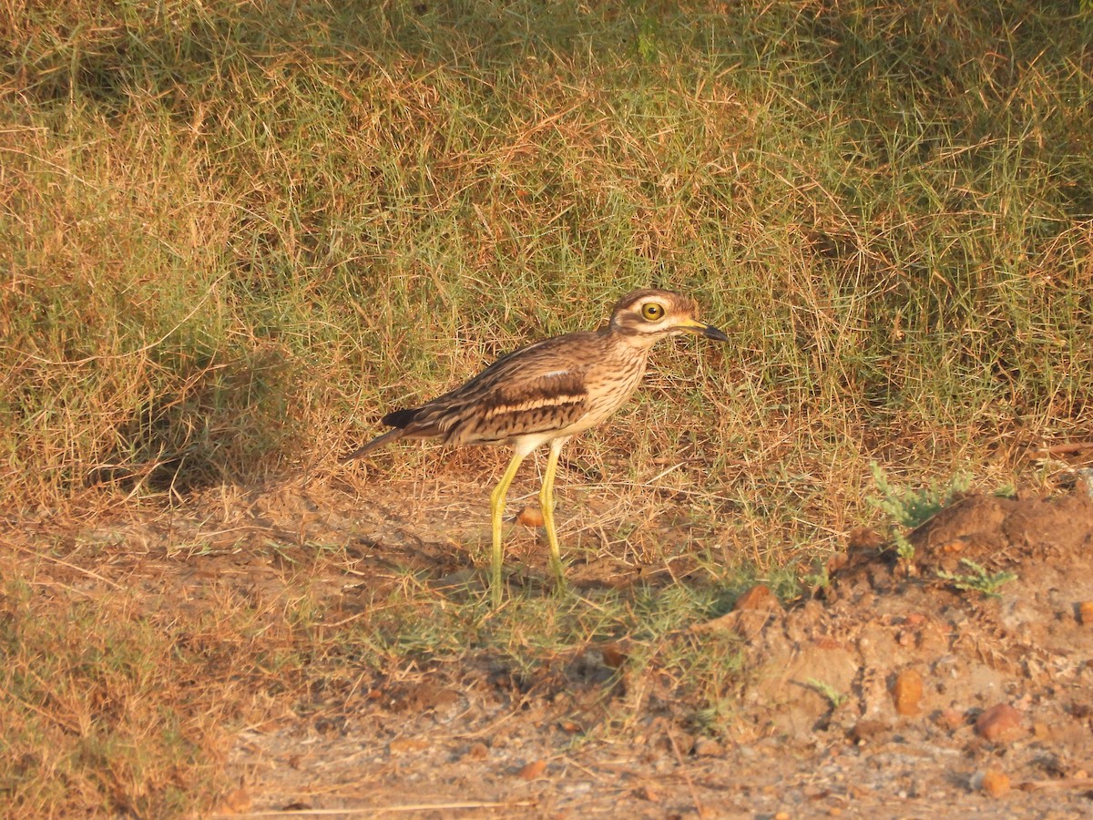 Alcaraván Indio - ML646625481