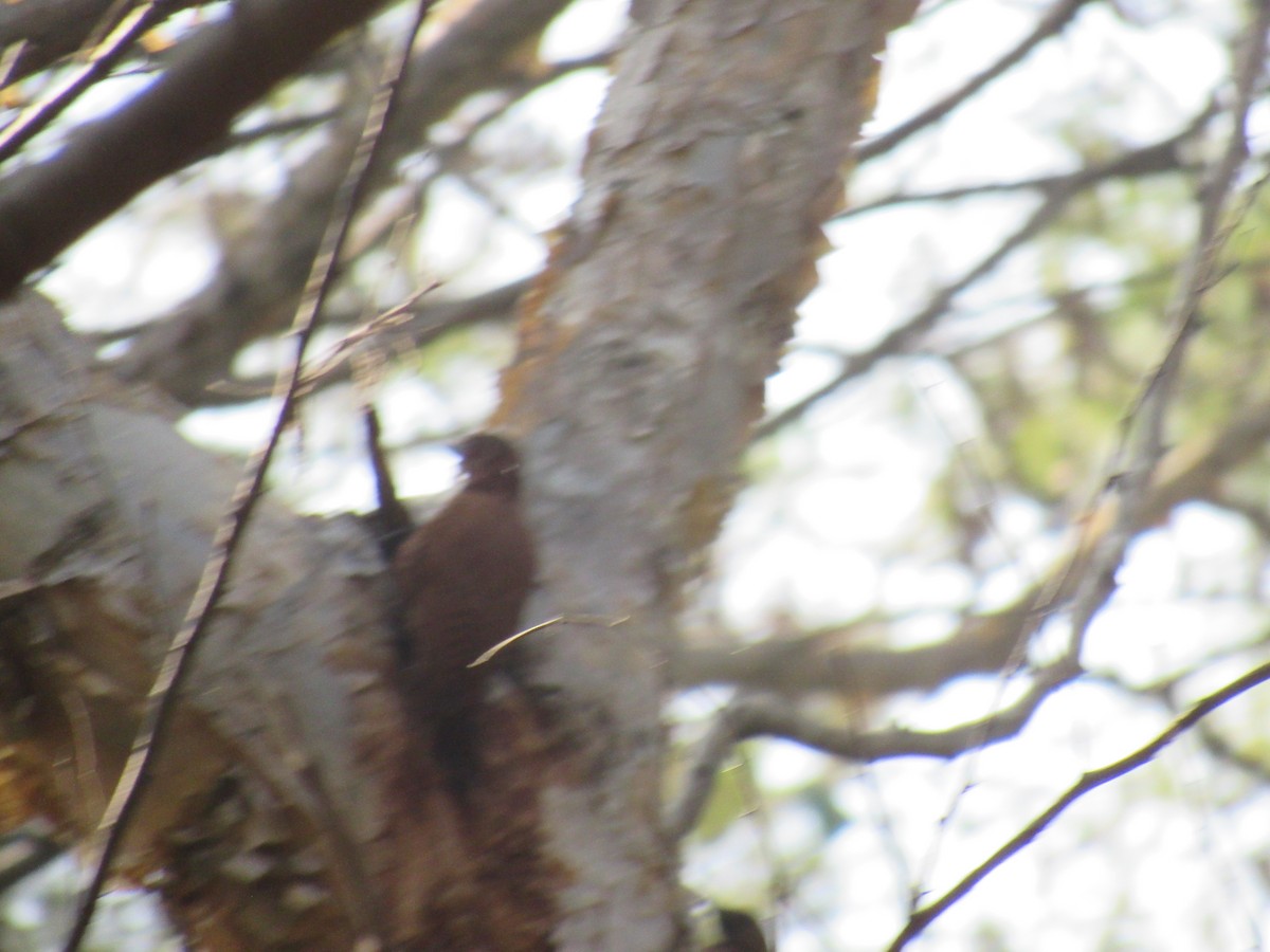 Rötelspecht - ML646625482