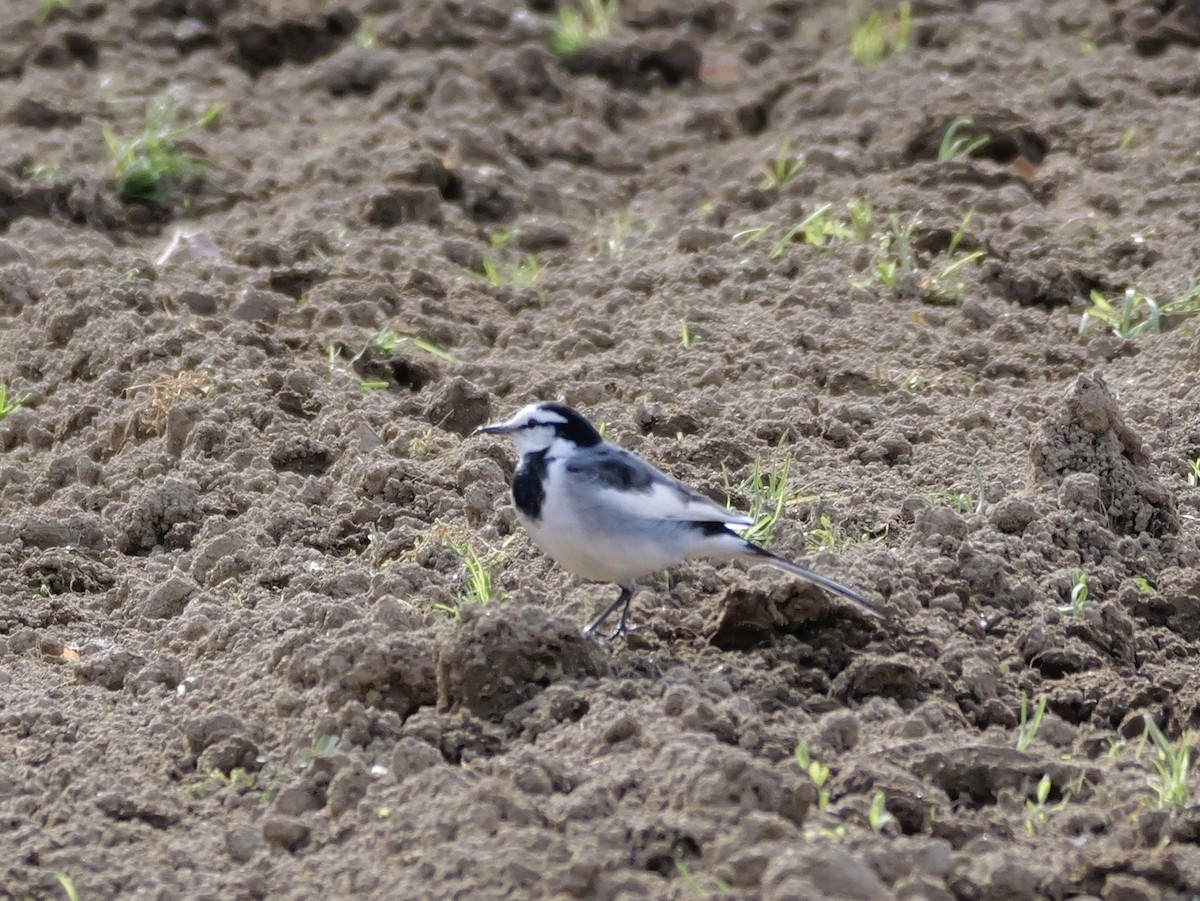 Bachstelze - ML646625483