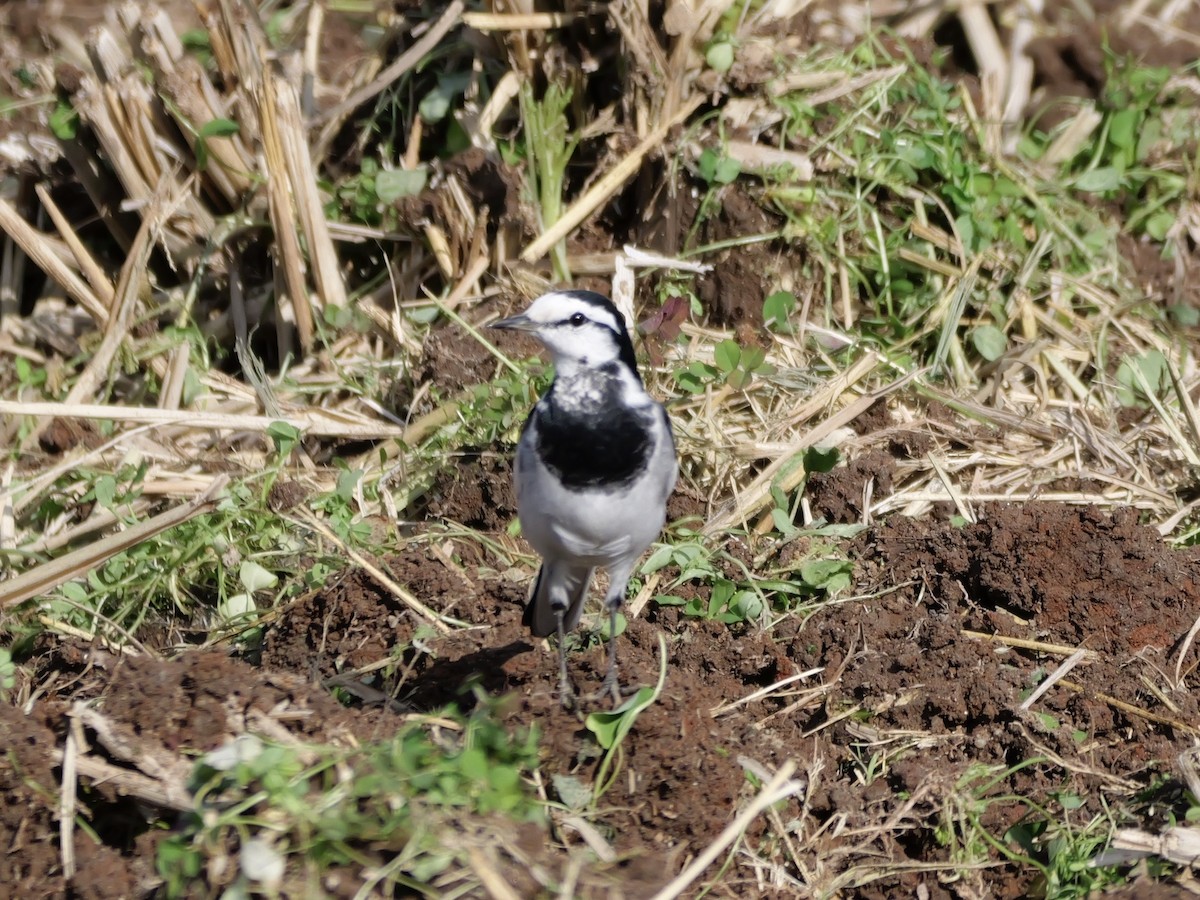 Bachstelze - ML646625484