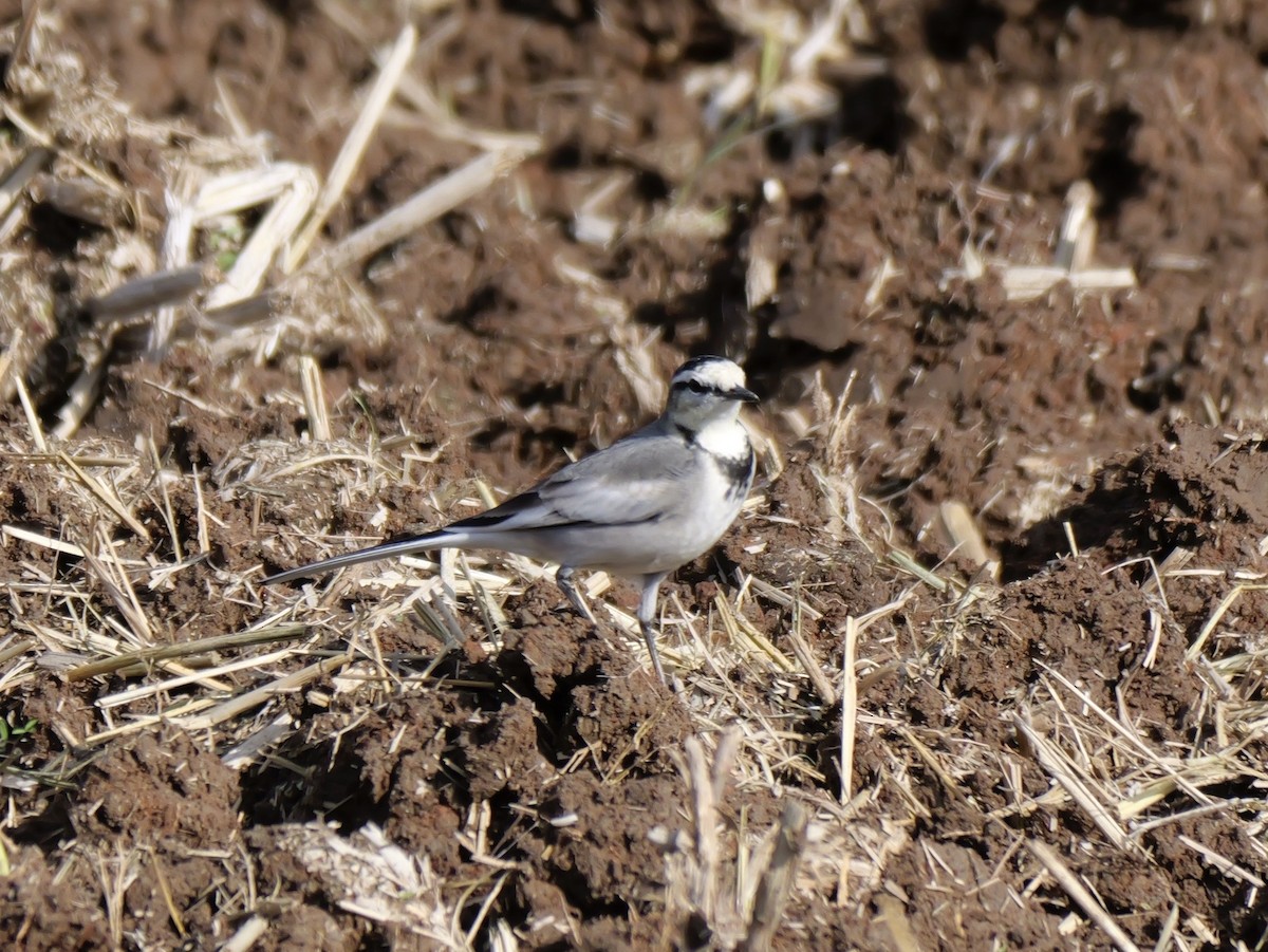 Bachstelze - ML646625485