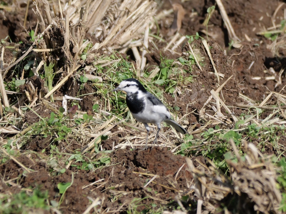 Bachstelze - ML646625486