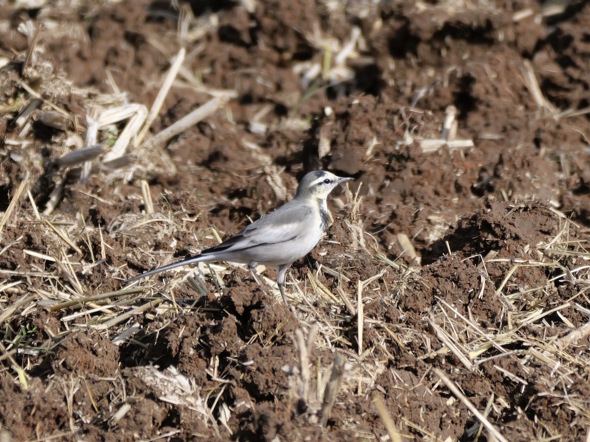 Bachstelze - ML646625487