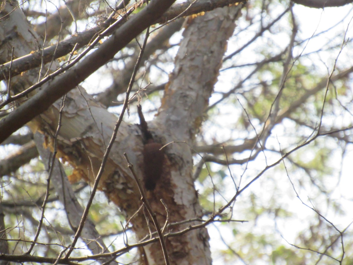 Rötelspecht - ML646625488