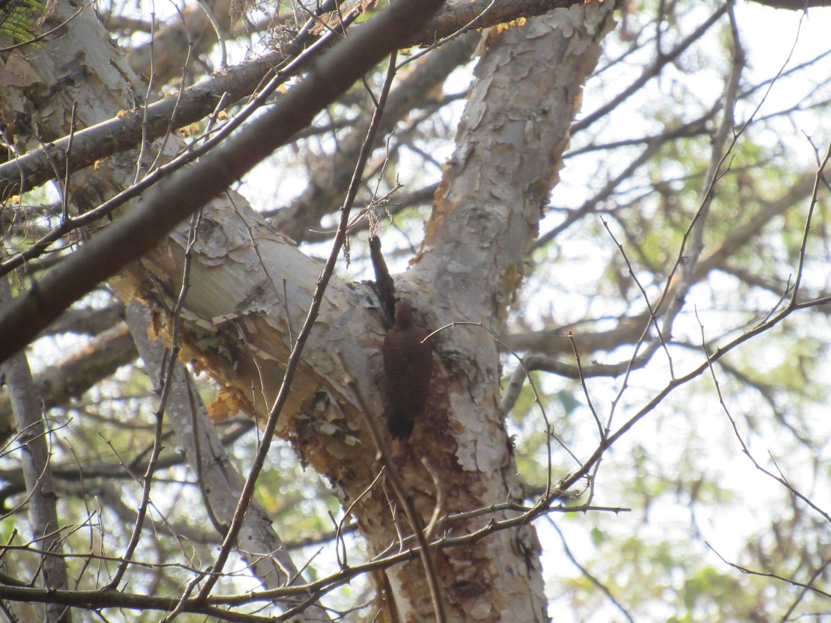 Rötelspecht - ML646625489