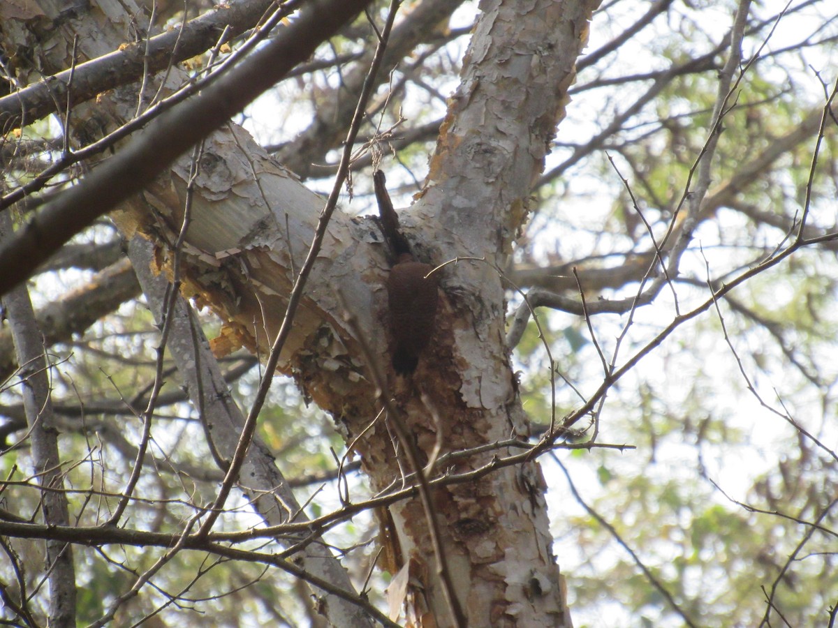 Rötelspecht - ML646625490