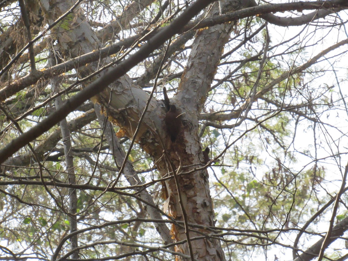 Rötelspecht - ML646625491