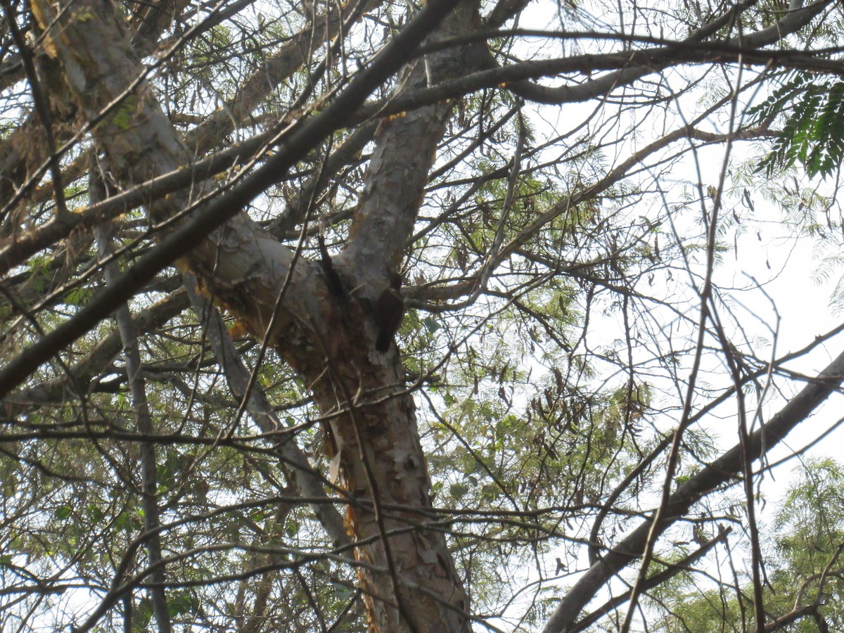 Rötelspecht - ML646625492