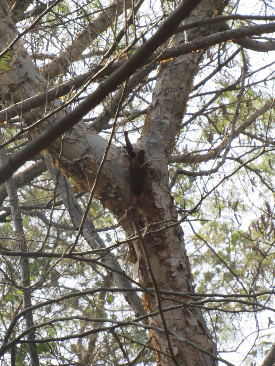 Rötelspecht - ML646625493