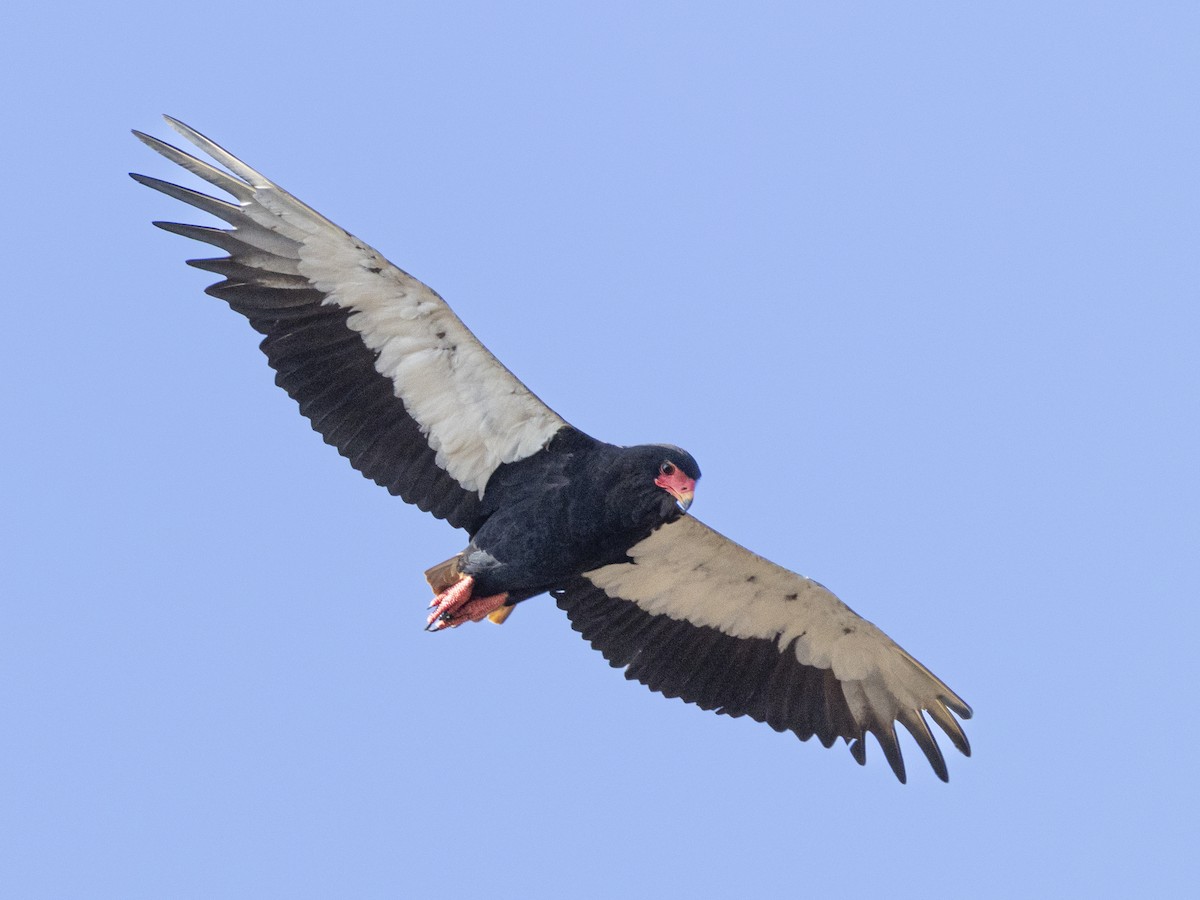 ダルマワシ - ML646625494